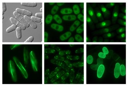 研究概要の図、写真1