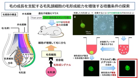 研究概要の図、写真1