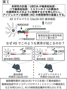 研究概要の図、写真1