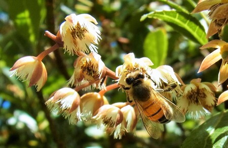 研究概要の図、写真2