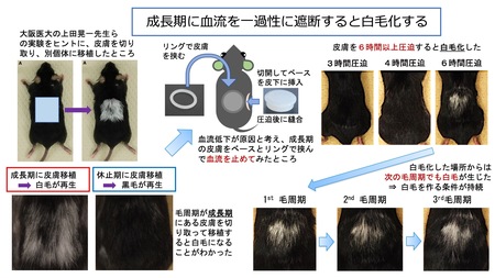 研究概要の図、写真2