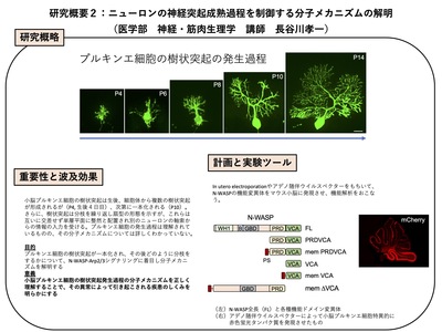 研究概要の図、写真2