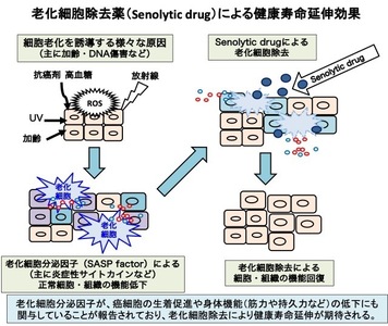 研究概要の図、写真2