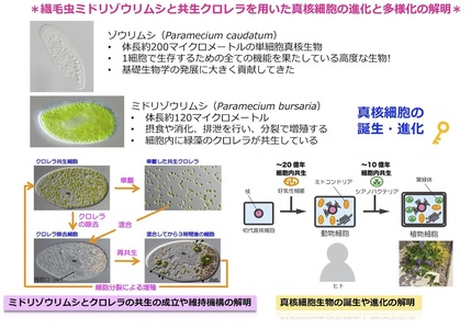 研究概要の図、写真2