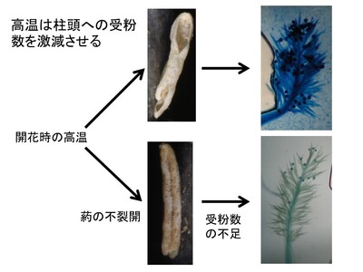 研究概要の図、写真2